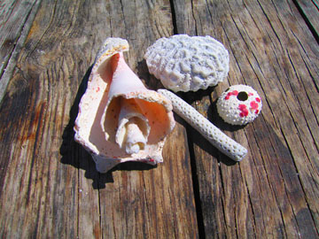 conch and shells