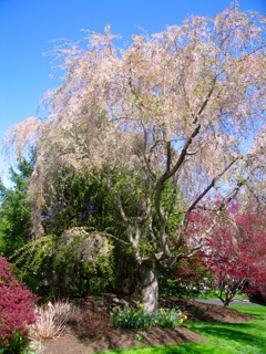 our weeping cherry 2010