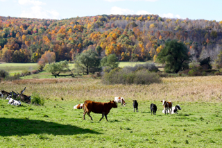 fall in naples, ny - oct 2010