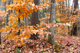 walk in greensboro, nc - day after thxgiving 2010