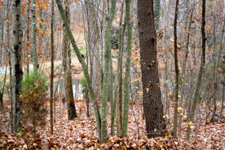 walk in greensboro, nc - day after thxgiving 2010