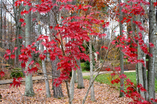 walk in greensboro, nc - day after thxgiving 2010