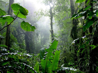 rainforest in costa rica