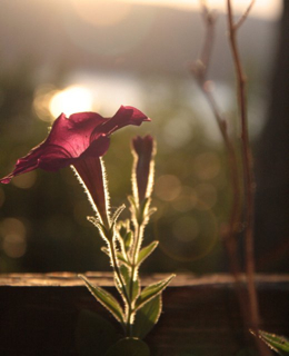 peony right before sunset