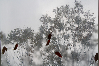 leaves begin to fall - view from our skylight