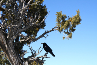 ravens are much bigger and shinier than crows.