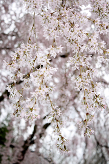 our weeping cherry in 2012