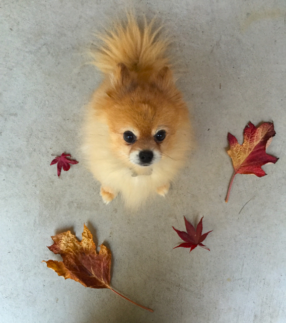 phoebe with autumn leaves